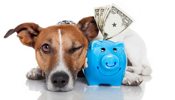 Budgeting for Pets: Caring for Your Furry Friends